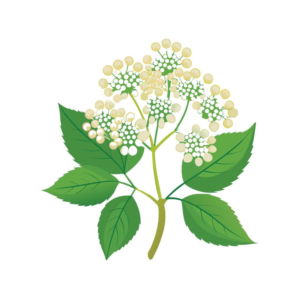 Fresh Elderflower Plant with Beautiful Blooms vector