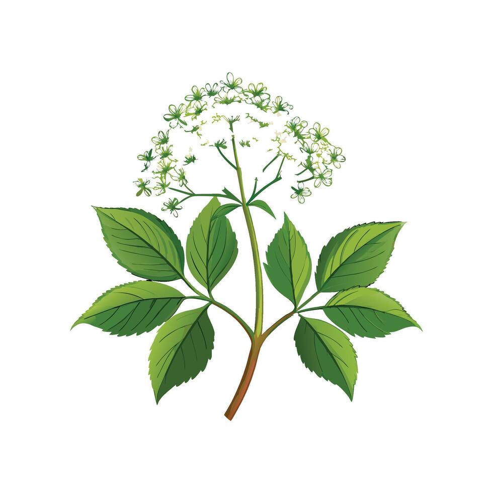Elderflower Design with Unique Blossom Appearance vector