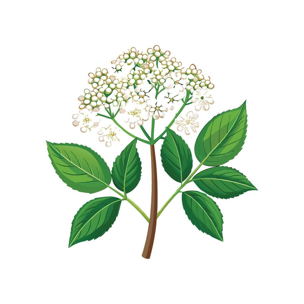 Elegant Elderflower Plant Design vector