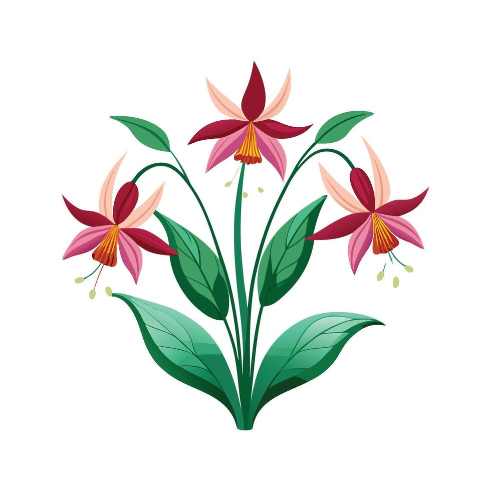 Elegant Erythronium Plant Design vector