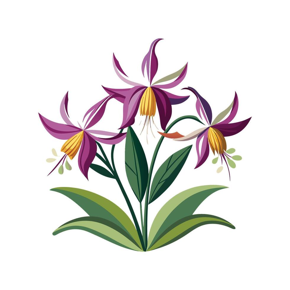Elegant Erythronium Flower with Distinct Petals vector