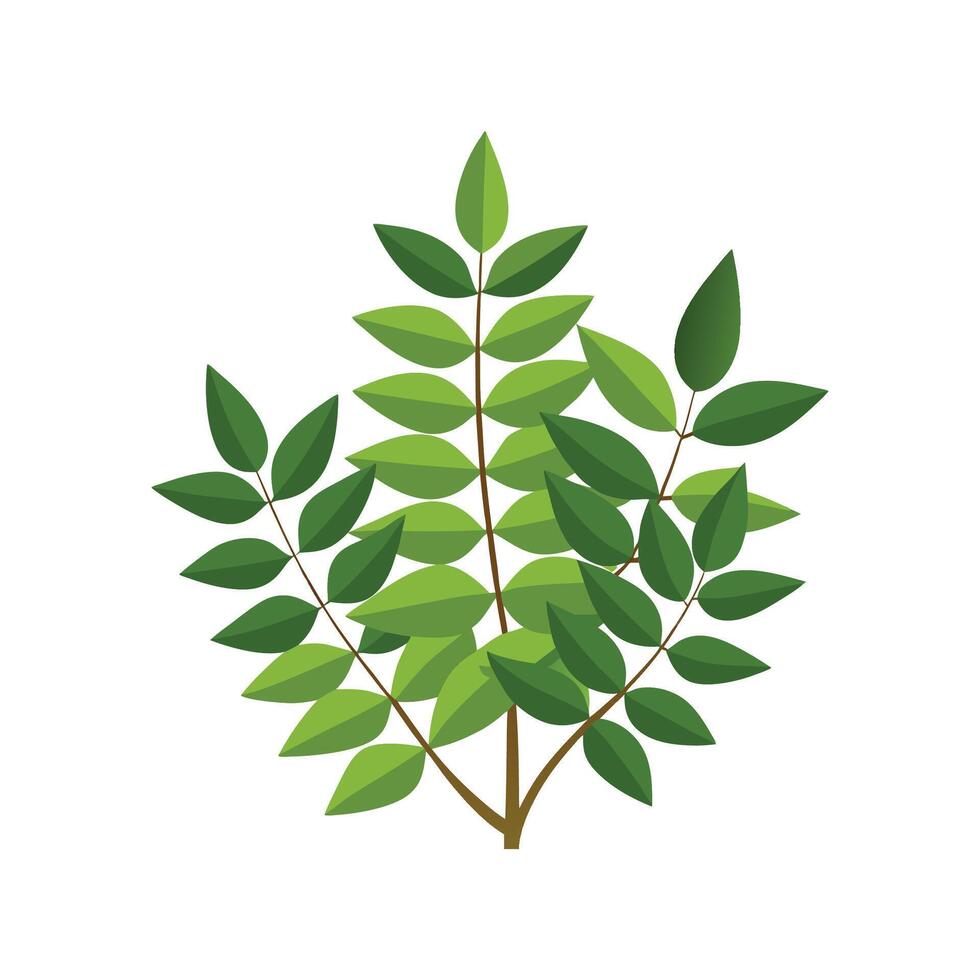 Elegant FernLeaved Abelia Plant with Artistic Design vector