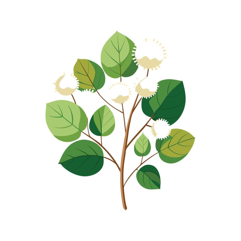 Charming Fothergilla with Striking Appearance vector