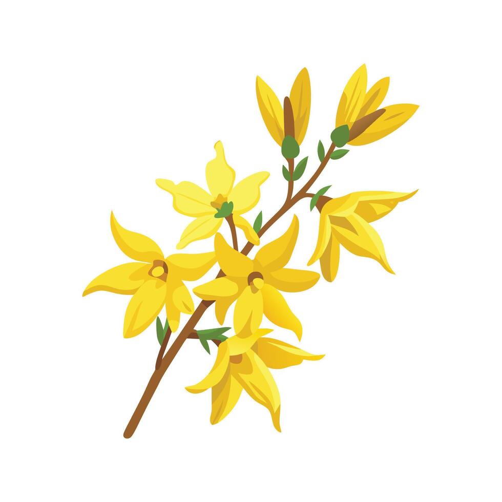 Elegant Forsythia Flower with Unique Design vector