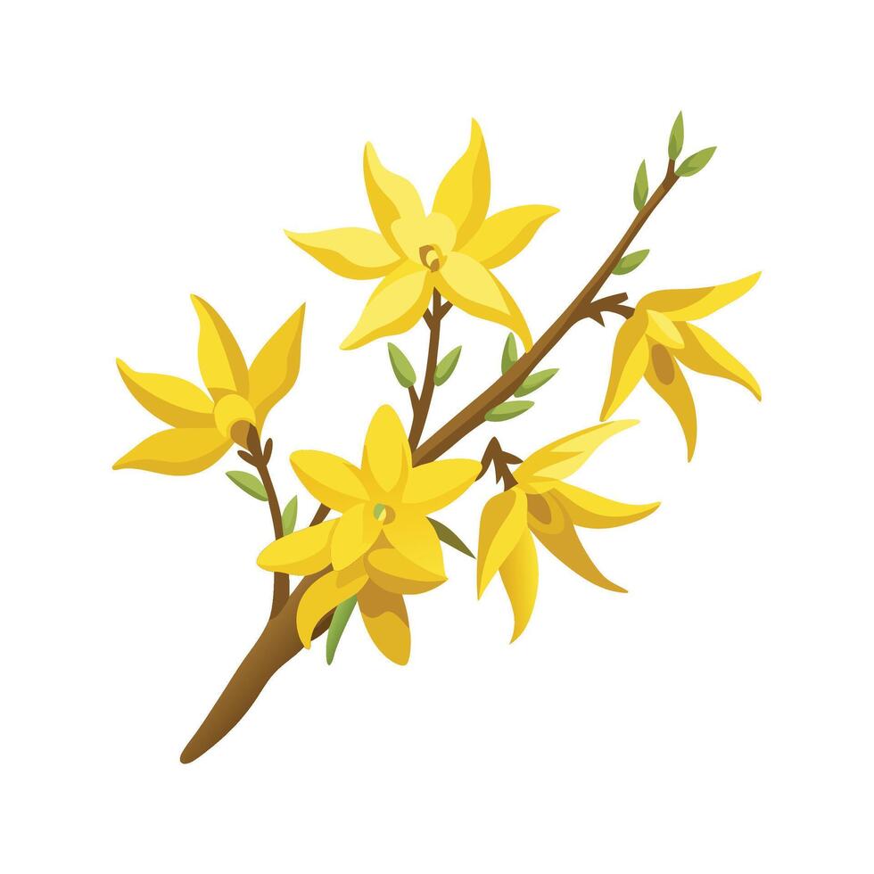 Charming Forsythia Plant with Bright Colors vector