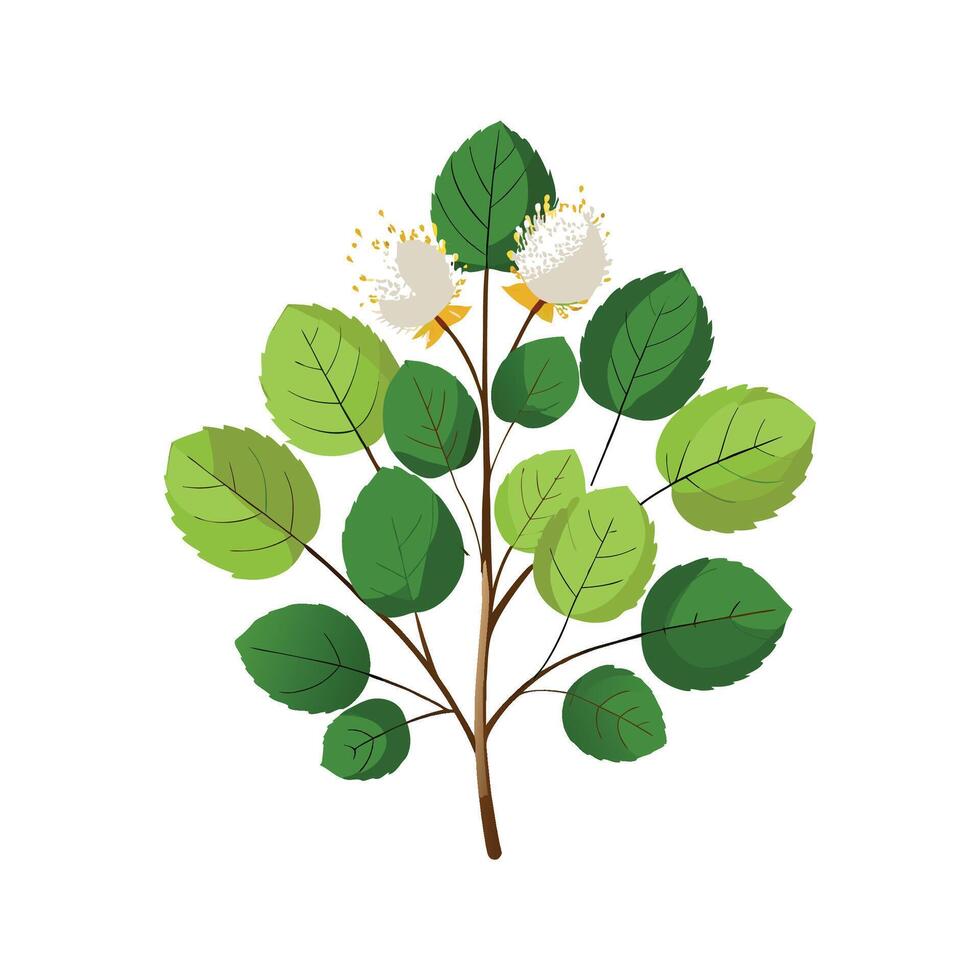 Elegant Fothergilla Flower with Unique Design vector