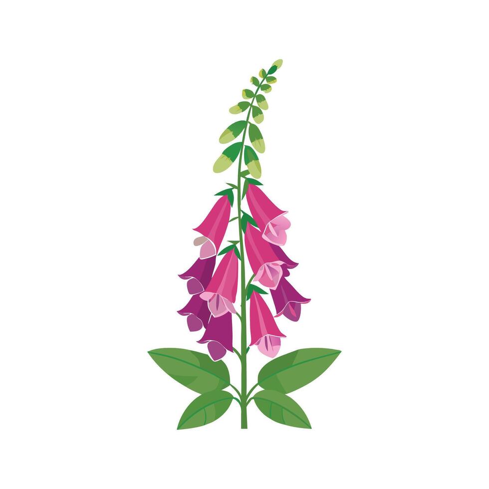 Elegant Foxglove Plant with Unique Features vector