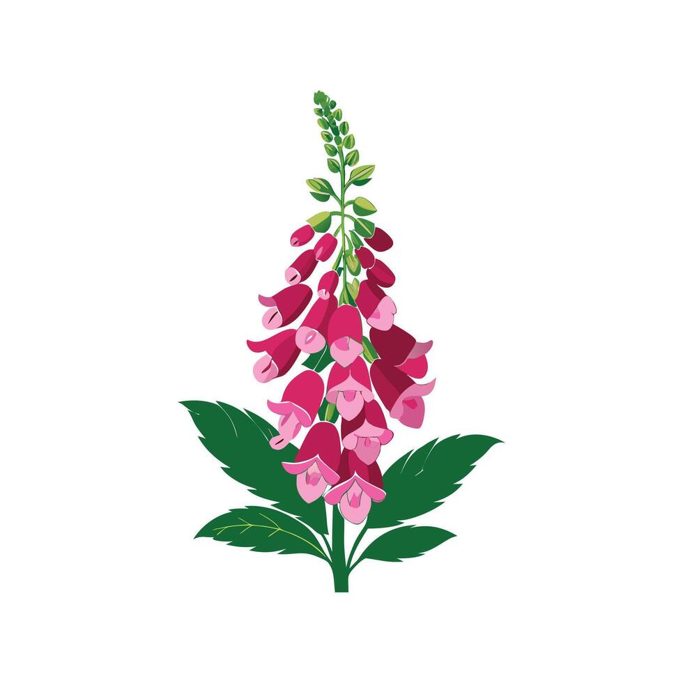 Charming Foxglove Plant Illustration vector