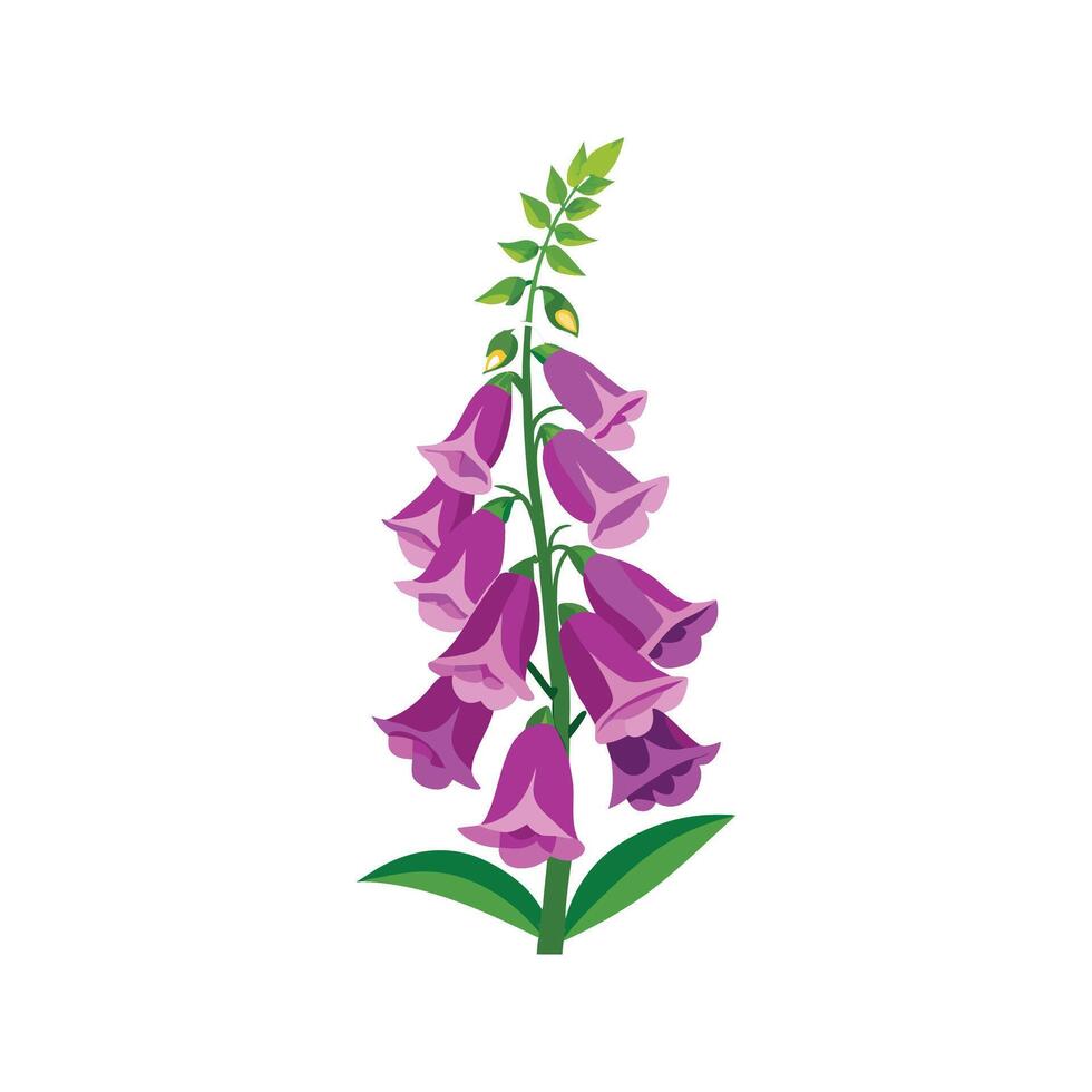 Stunning Foxglove Flower Design. vector