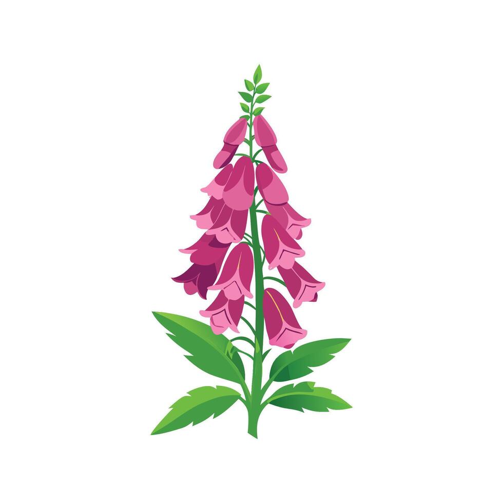 Vibrant Foxglove with Artistic Representation vector