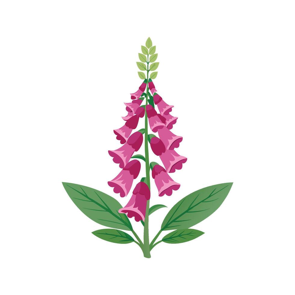 Stunning Foxglove Plant with Beautiful Blooms vector
