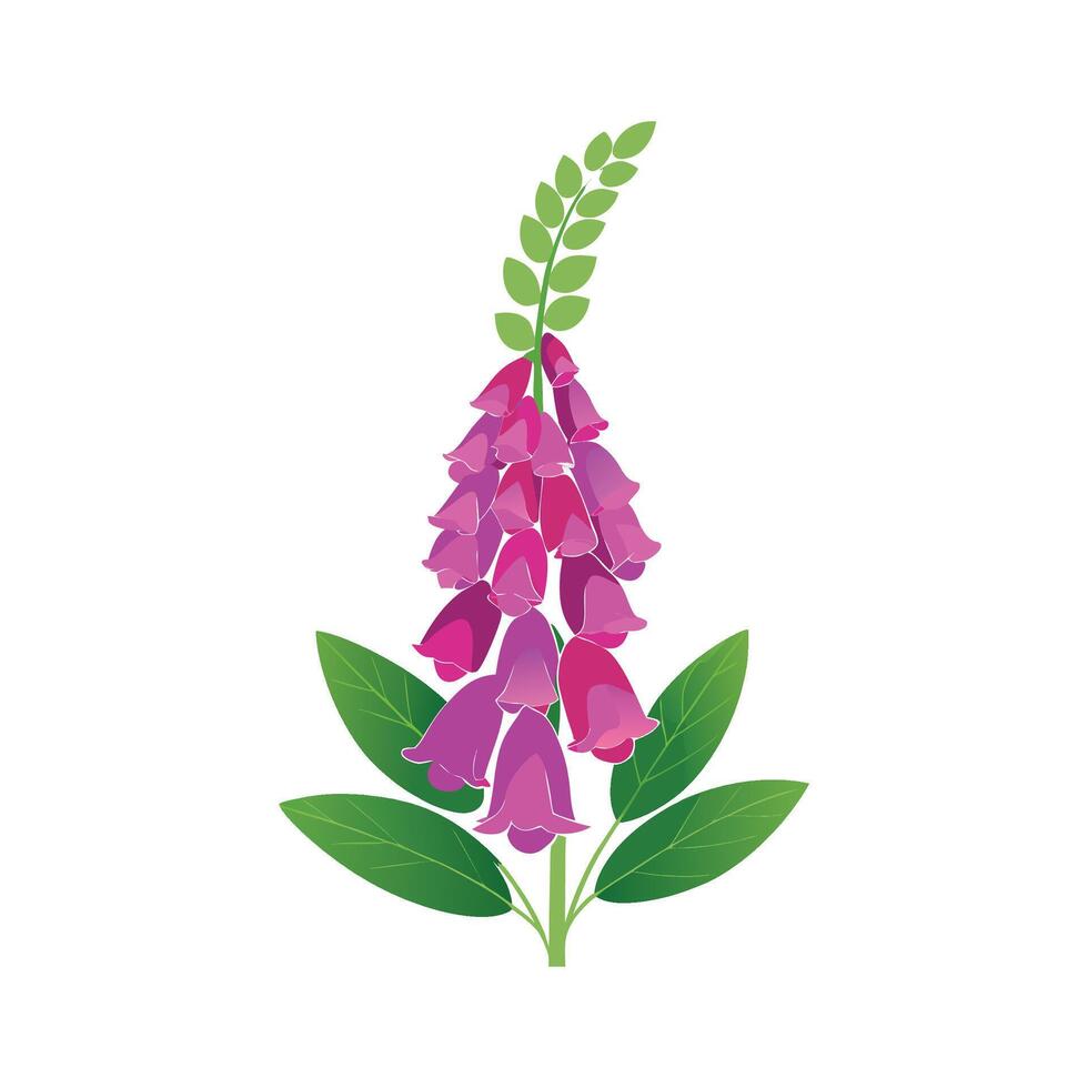 Charming Foxglove with Unique Flower Shape vector