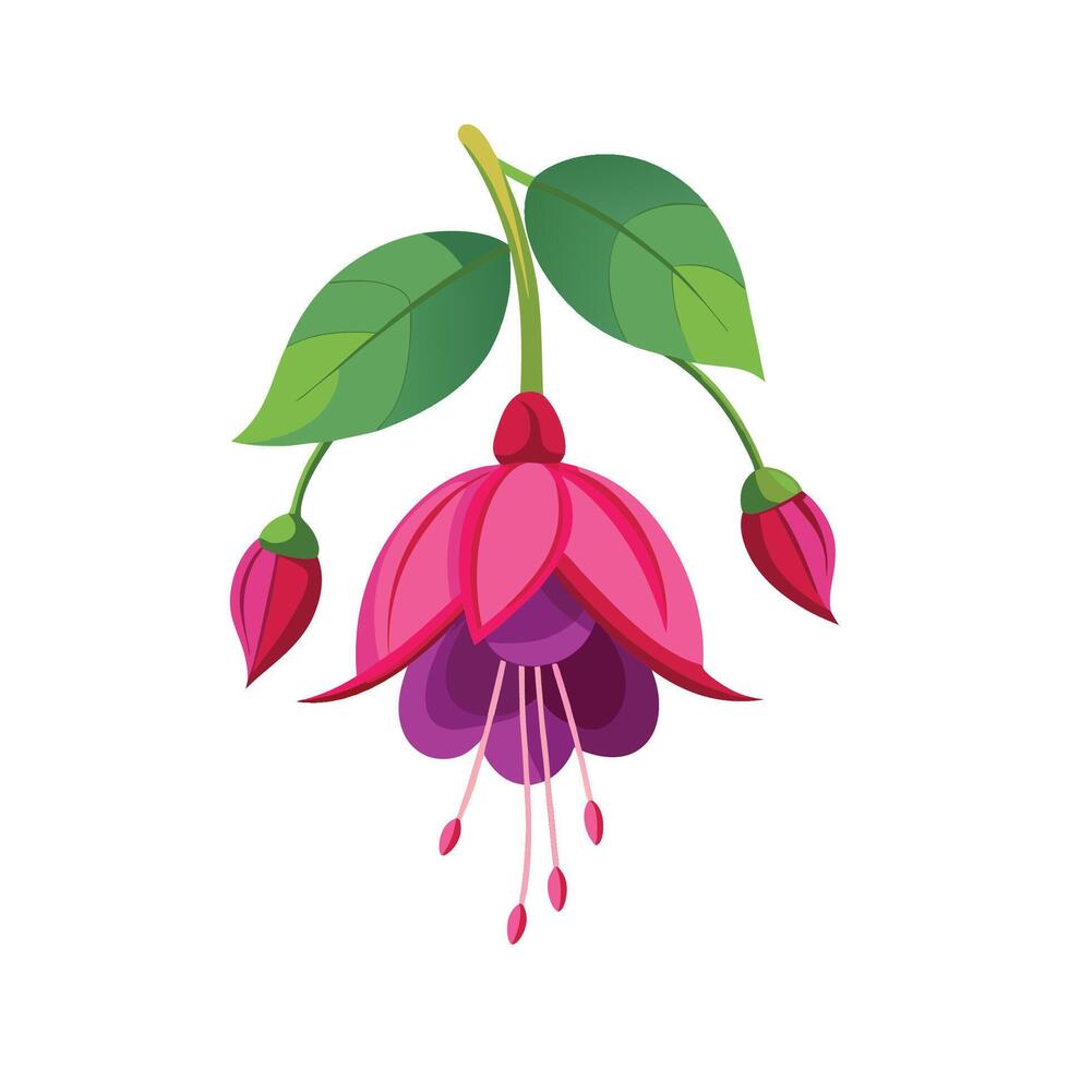 Elegant Fuchsia Plant with Colorful Blooms vector