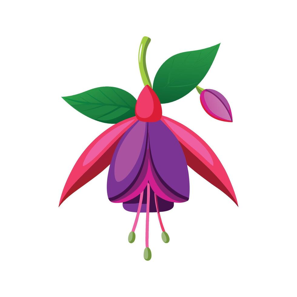 Fuchsia Plant Design with Vibrant Blossoms vector