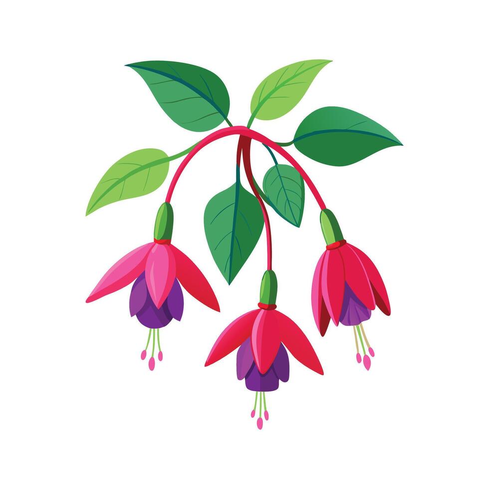 Vibrant Magellanica Fuchsia Plant. vector