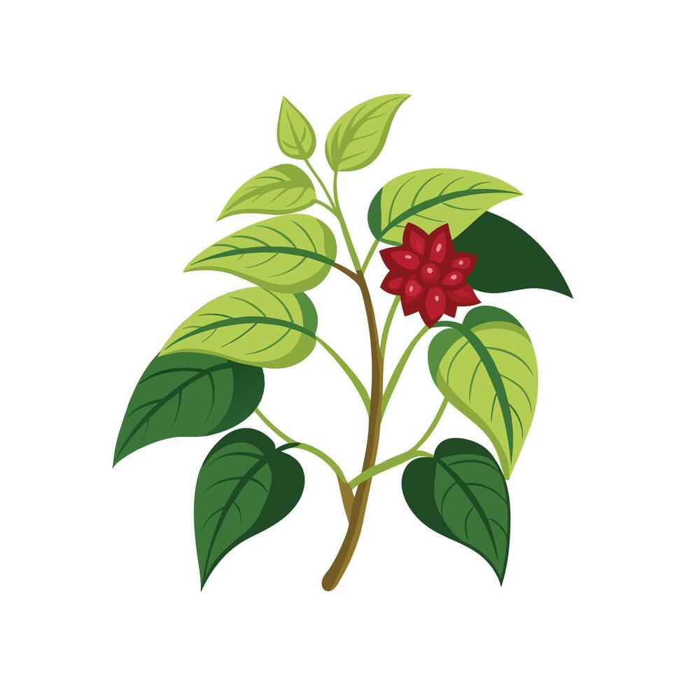 Stunning Glorybower Plant Design with Unique Blooms vector