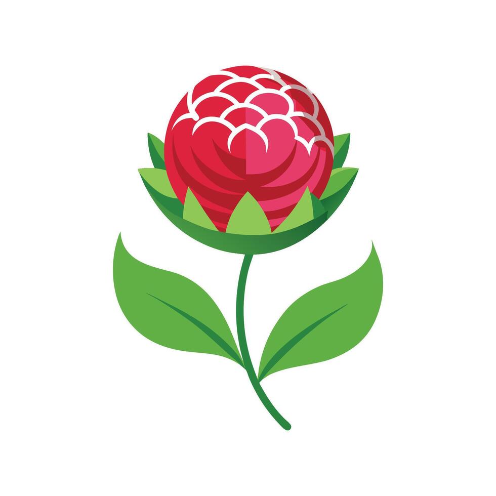 Stylish Globe Amaranth Plant Design vector