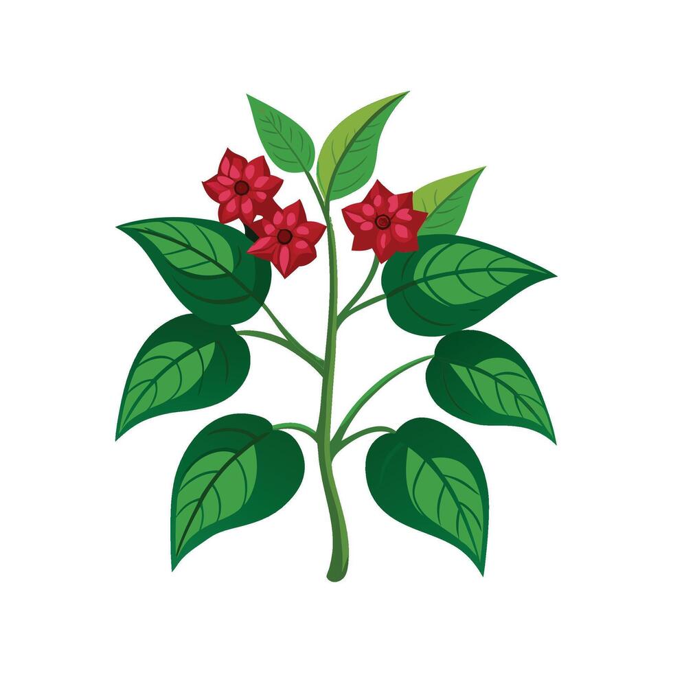 Charming Glorybower Plant with Unique Appearance vector