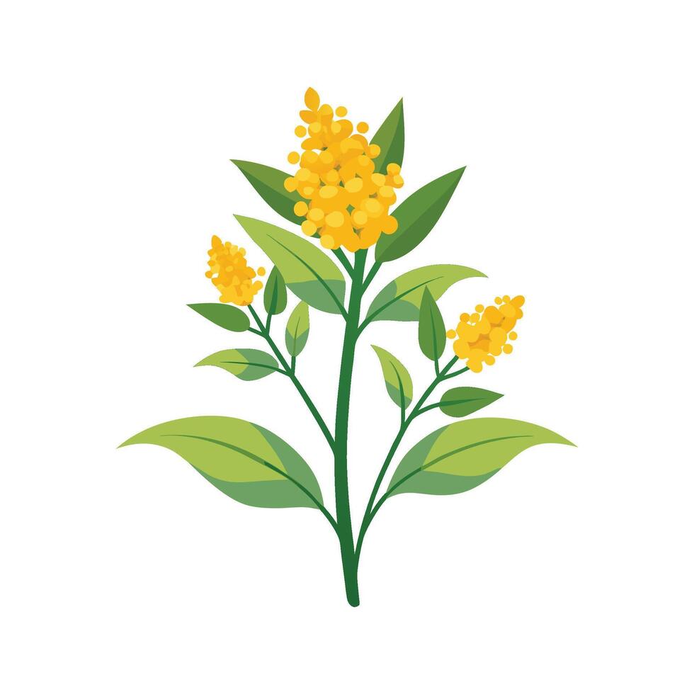 Stunning Goldenrod Plant Design with Unique Blooms vector