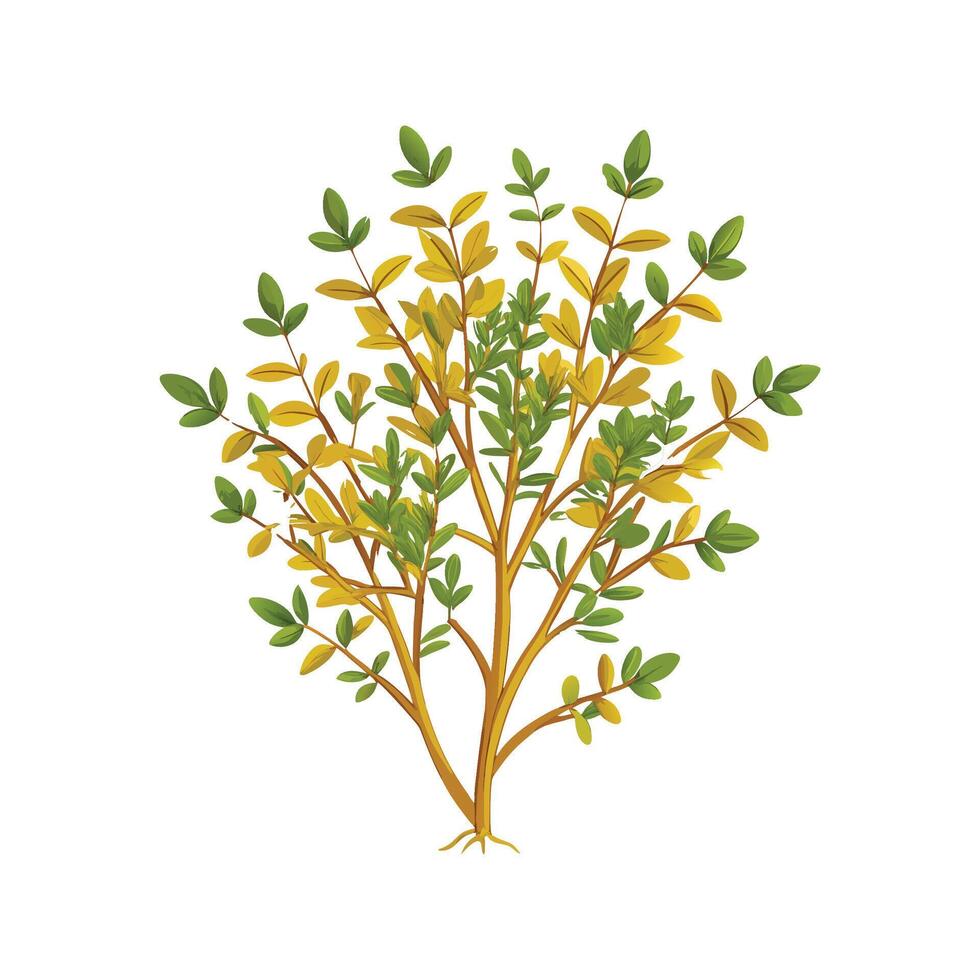 Elegant Golden Thyme Plant with Unique Blooms vector