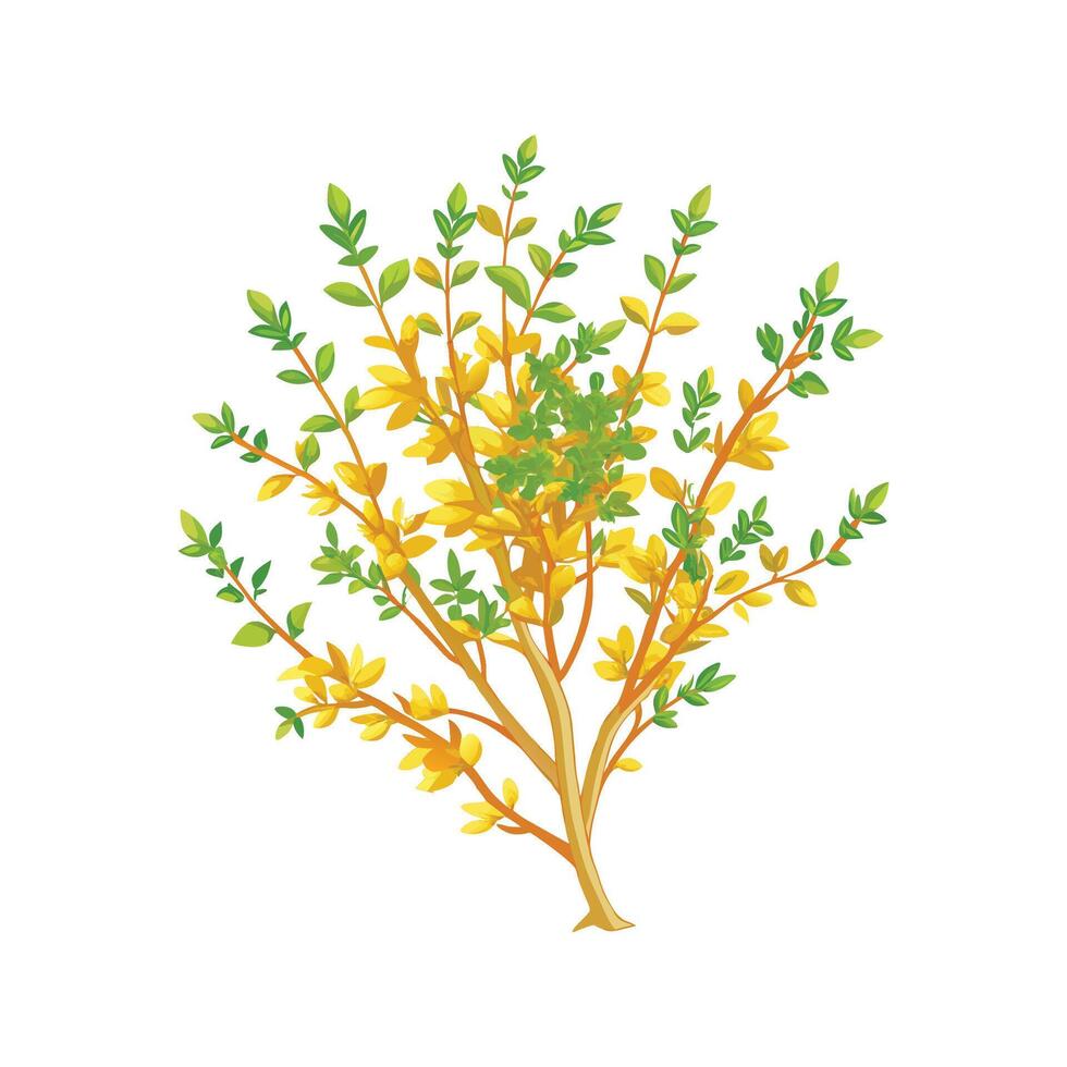 Charming Golden Thyme Flower with Colorful Blooms vector