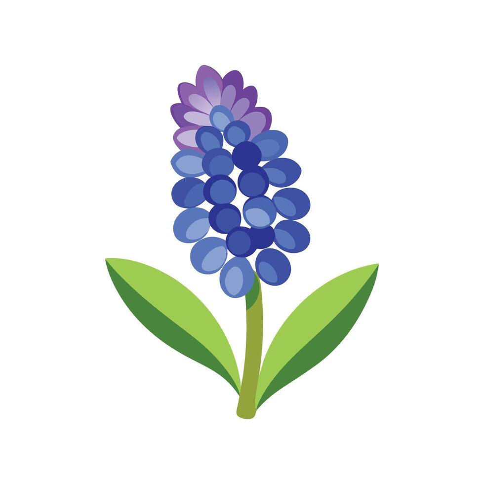 Charming Grape Hyacinth Flower Design. vector
