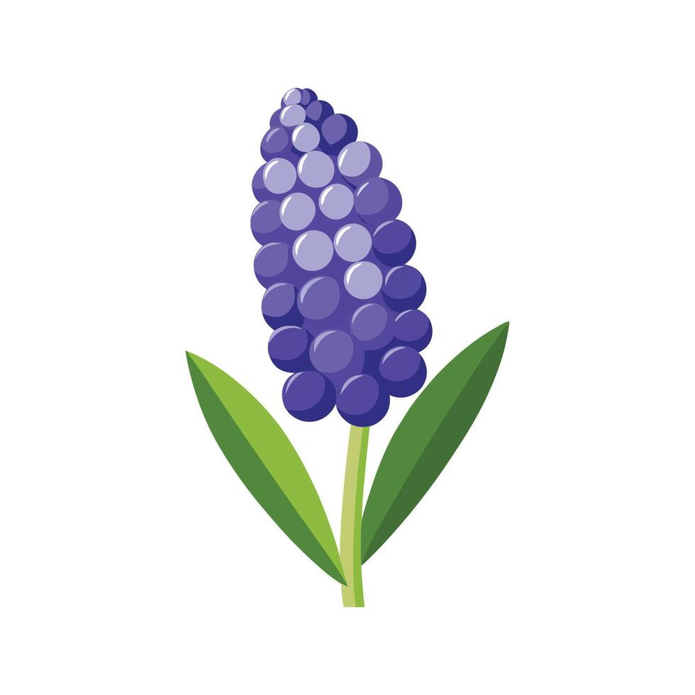 Stunning Grape Hyacinth Flower Design with Bright Colors vector