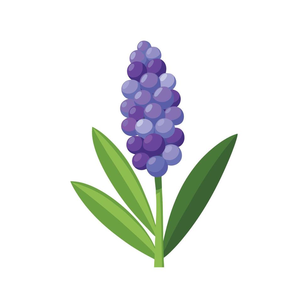 Elegant Grape Hyacinth Plant with Unique Features vector