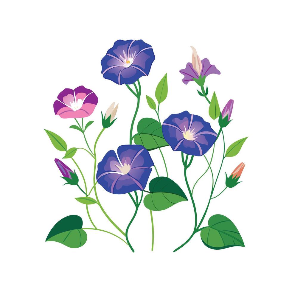 Charming Ground Morning Glory with Unique Blooms vector