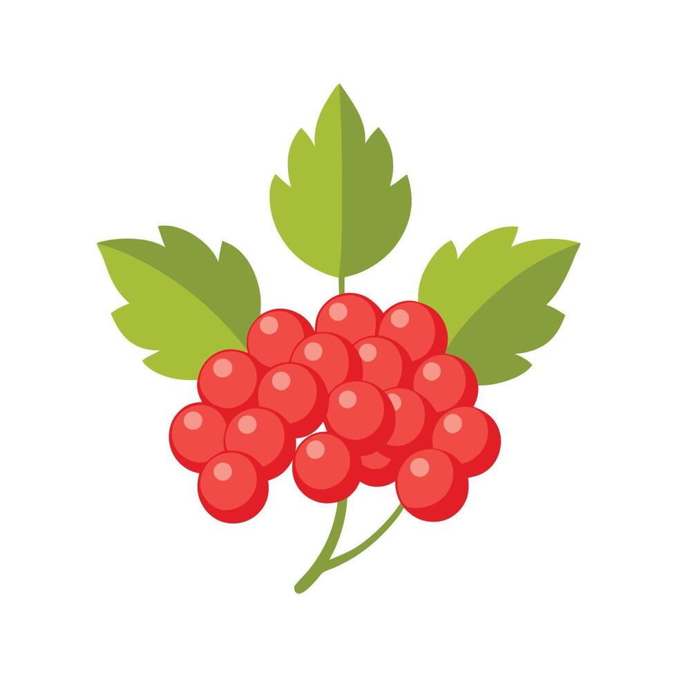 Guelder Rose Plant Design with Unique Blooms vector