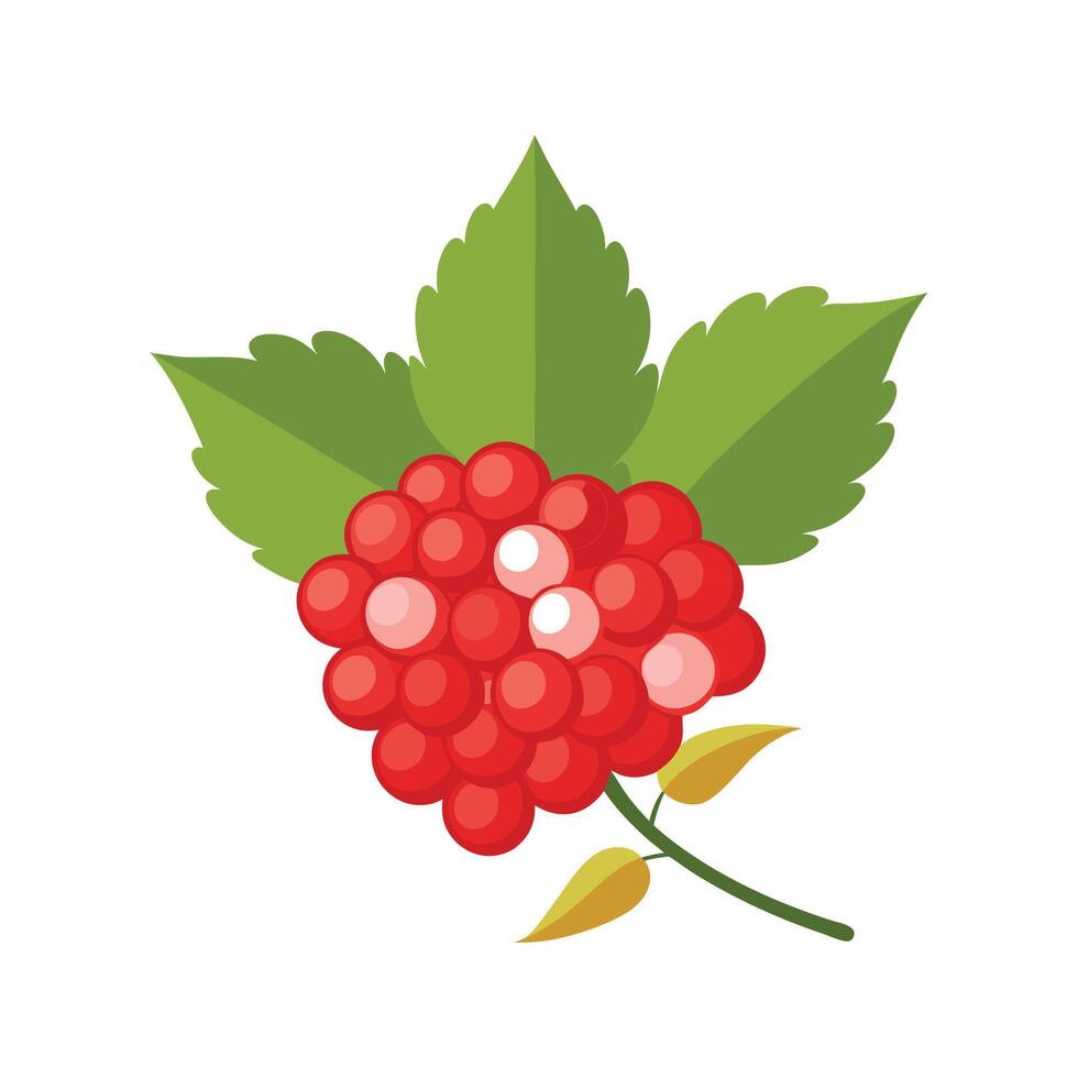 Charming Guelder Rose with Striking Colors vector