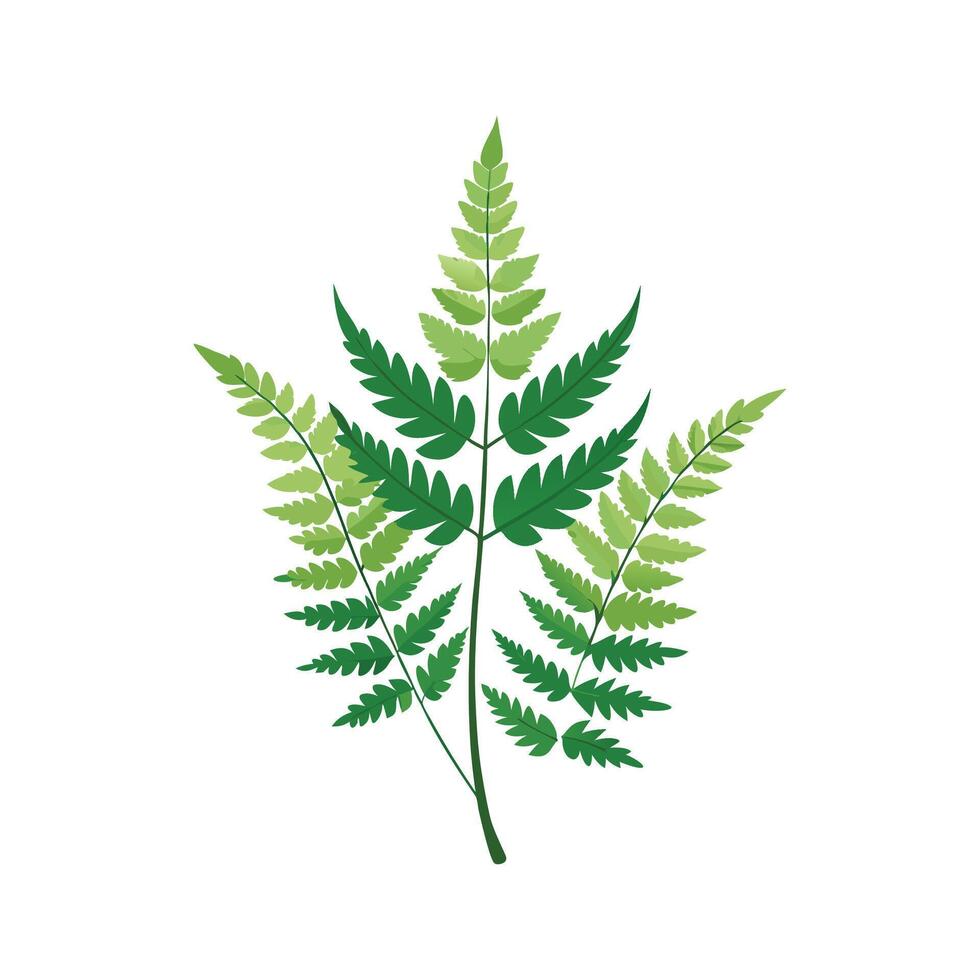 Stylish Hares Foot Fern Design vector