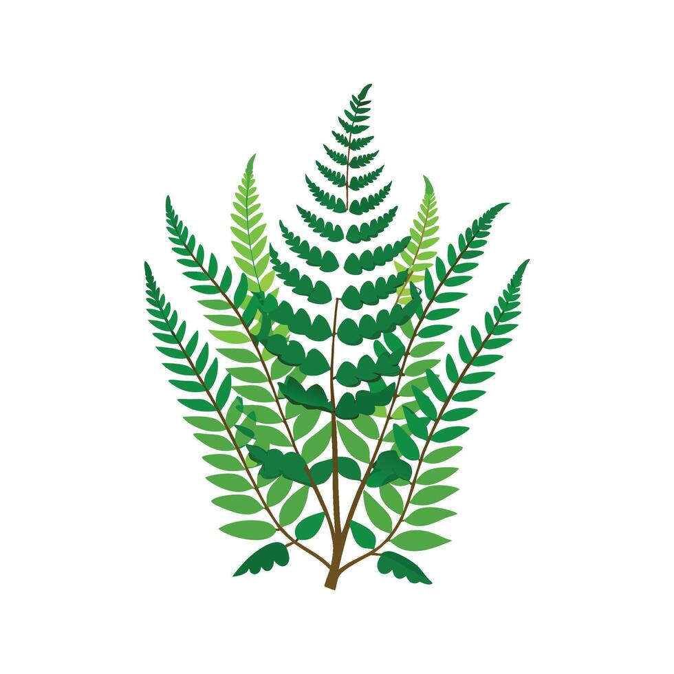 Charming Hares Foot Fern with Colorful Appearance vector