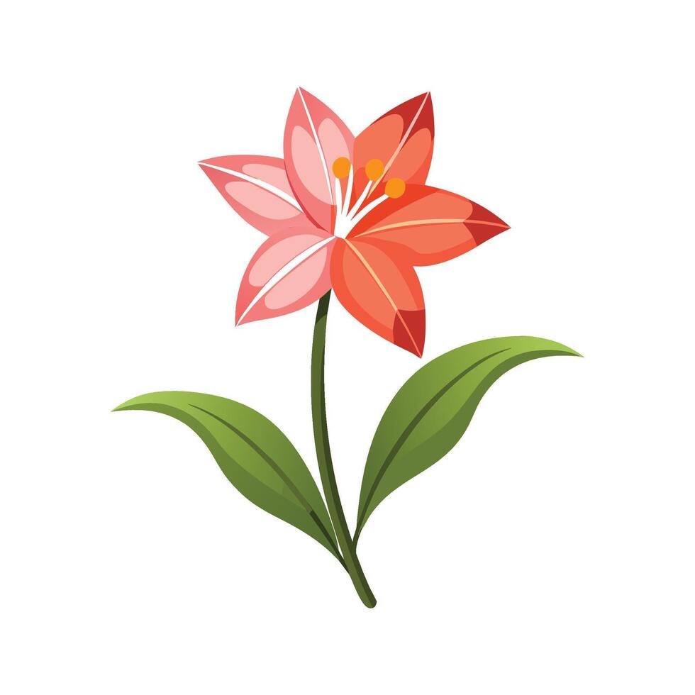 Charming Hesperantha with Unique Features vector