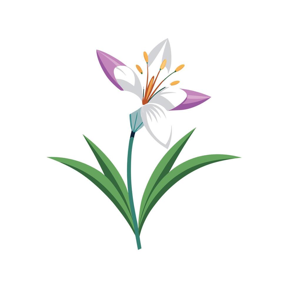 Elegant Hesperantha Plant with Striking Appearance vector
