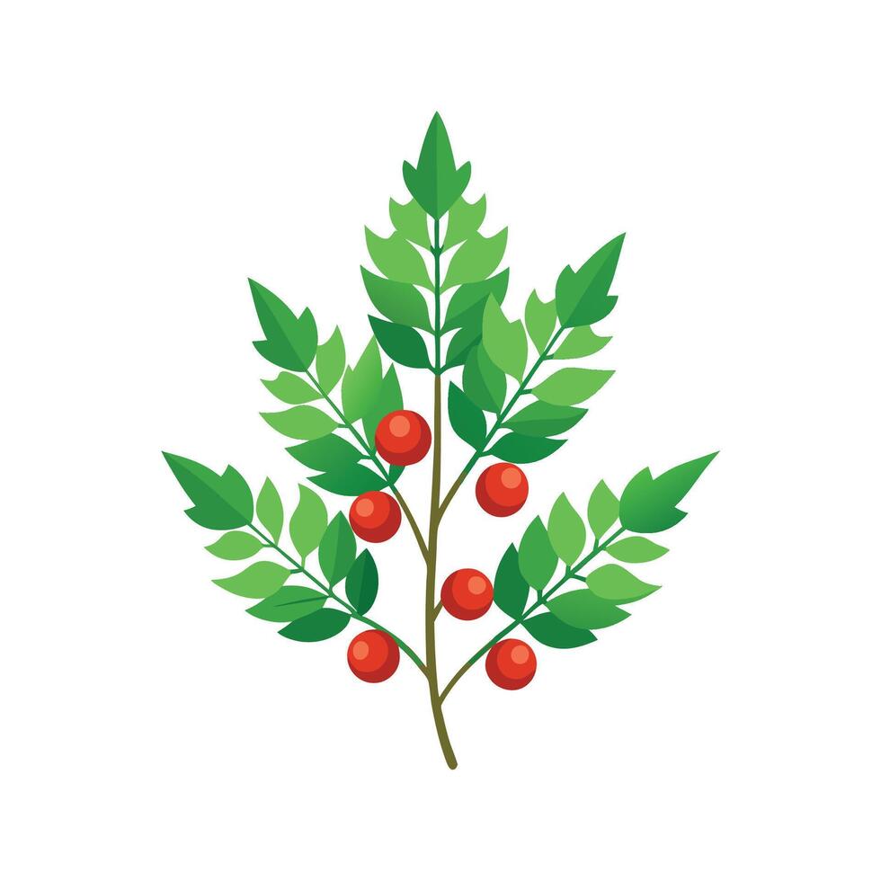 Elegant Holly Fern Plant with Unique Blooms vector