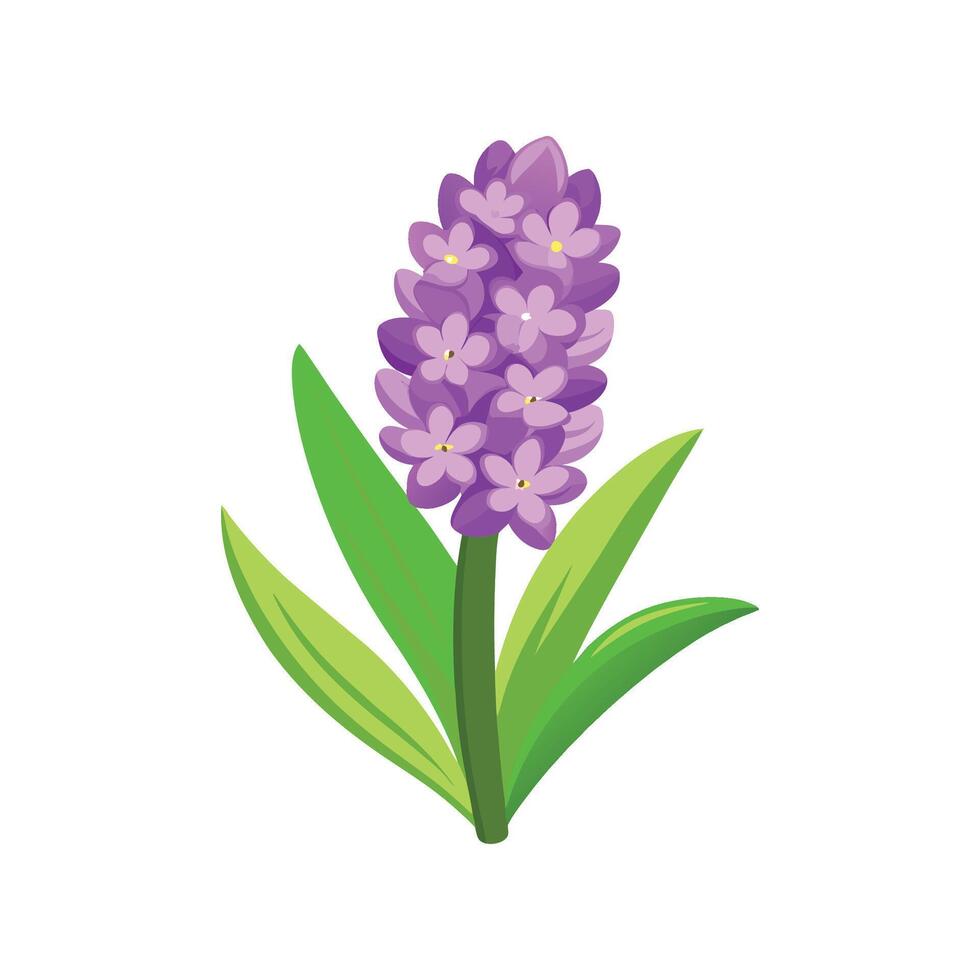 Stunning Hyacinth Plant with Unique Blooms vector