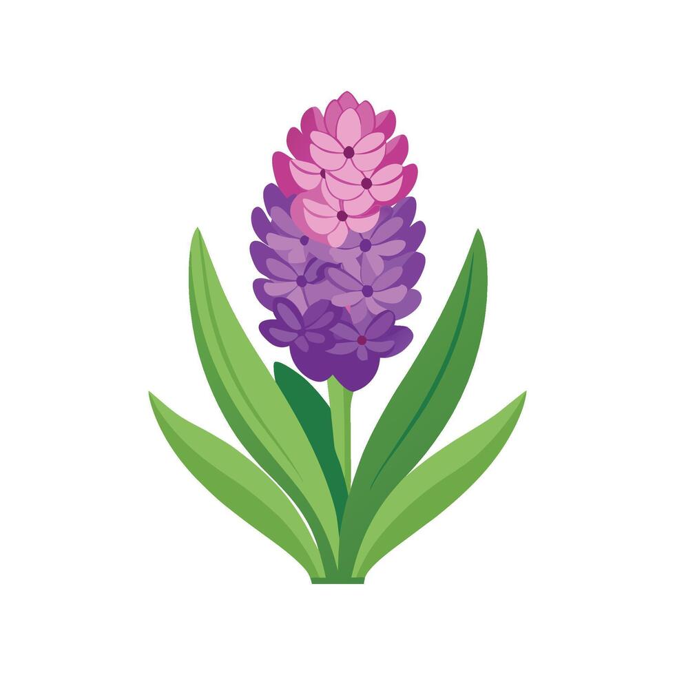 Elegant Hyacinth Flower with Bright Colors vector