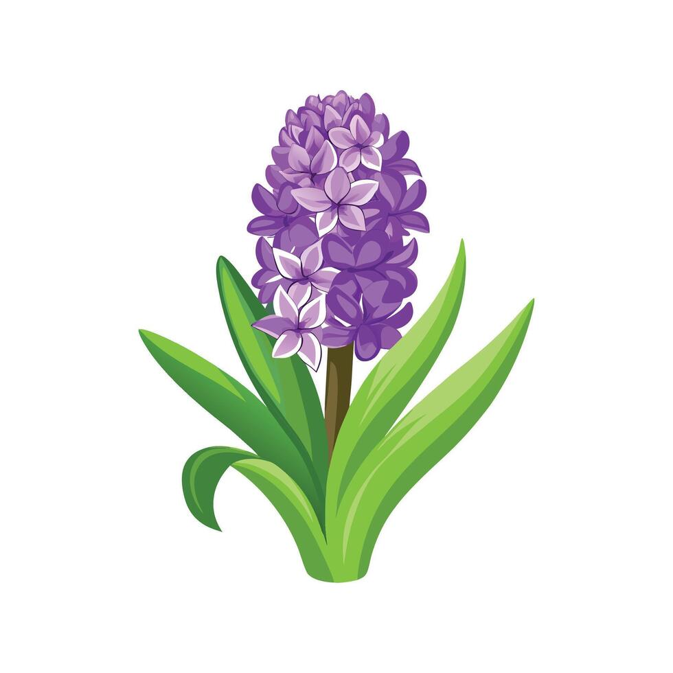 Vibrant Hyacinth Flower Design with Colorful Blooms vector