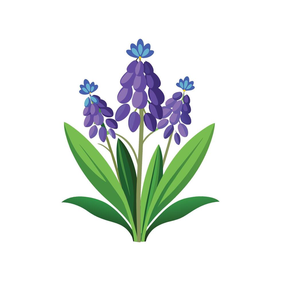 Elegant Hyacinthoides Plant with Unique Blooms vector