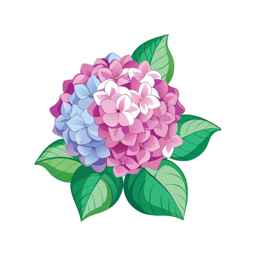 Charming Hydrangea Plant with Colorful Blooms vector