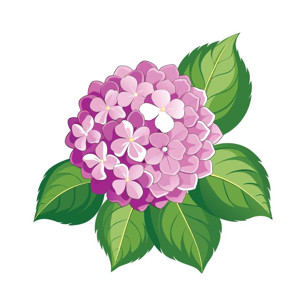 Elegant Hydrangea Flower Design with Striking Appearance vector
