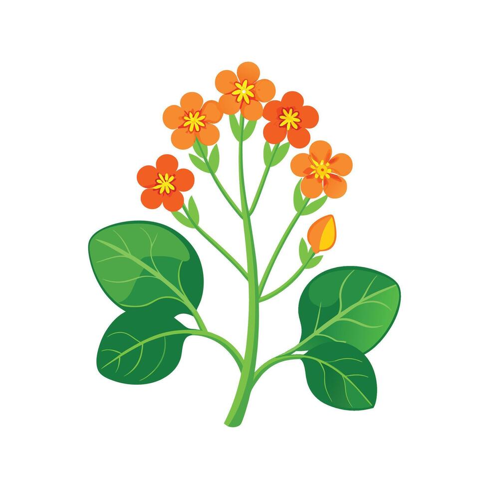 Charming Indian Cress with Unique Blooms vector