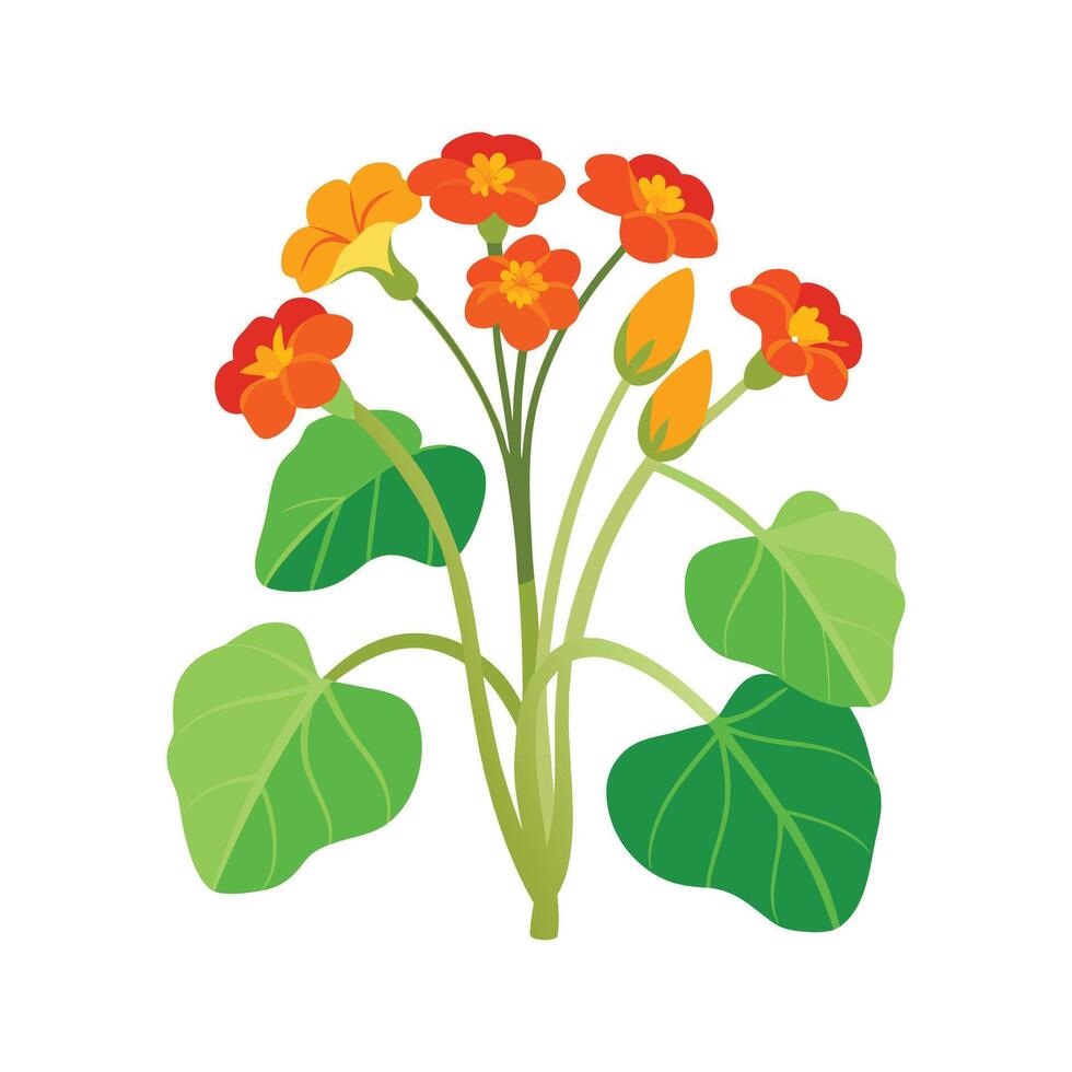Elegant Indian Cress Flower Design with Unique Blooms vector