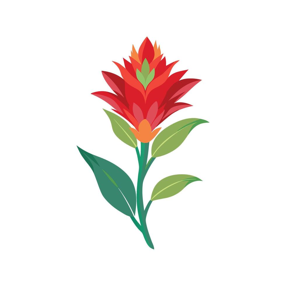 Elegant Indian Paintbrush Plant Design with Bright Blooms vector