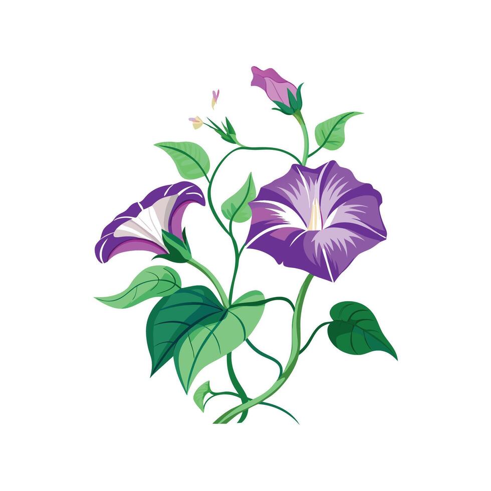 Elegant Ipomoea Flower Design with Bright Colors vector