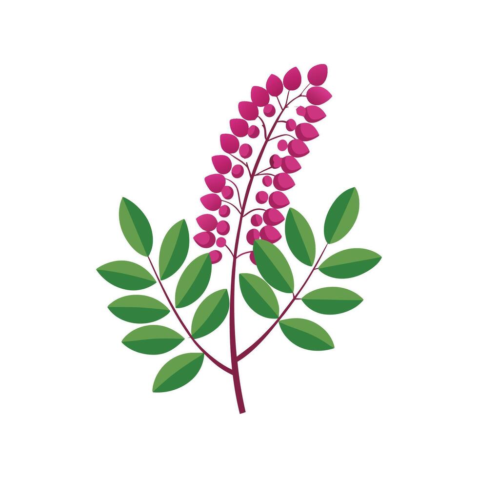 Charming Indigofera Plant with Colorful Blooms vector