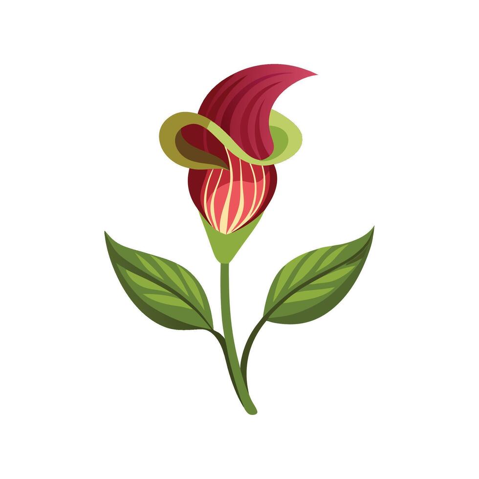 Elegant JackinthePulpit Flower Design with Bright Colors vector