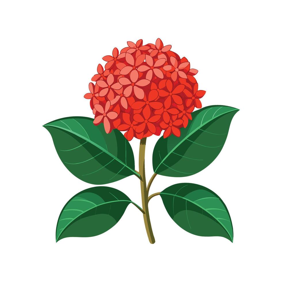 Charming Ixora Plant with Colorful Blooms vector