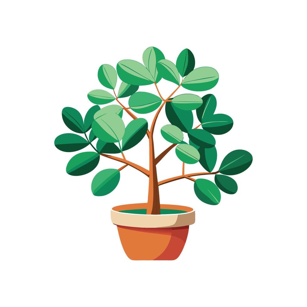 Elegant Jade Plant for Indoor Use. vector